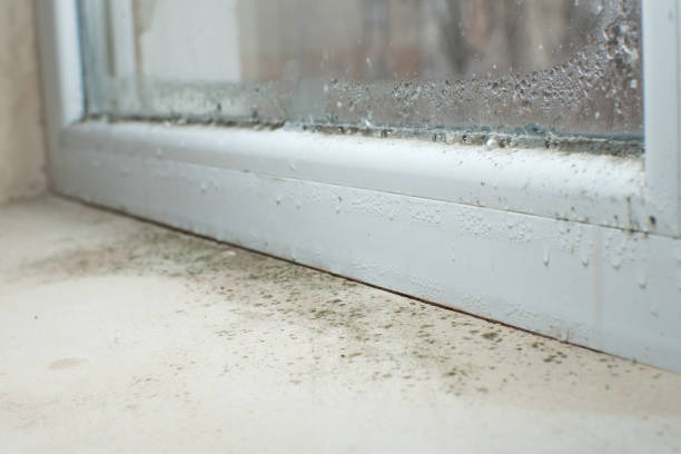 Mold Remediation for Vacation Homes